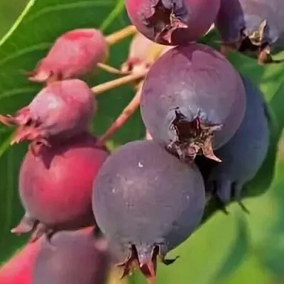 Ирга MANDAN  Ирга MANDAN в Грозном