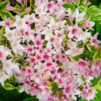 Вейгела САННИ ПРИНЦЕСС — описание сорта Вейгела САННИ ПРИНЦЕСС в Грозном