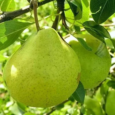 Груша ДАЛИКОР колонновидная  Груша ДАЛИКОР колонновидная в Грозном