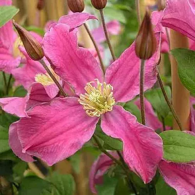 Клематис ИНСПИРЕЙШН ЗОЙН  Клематис ИНСПИРЕЙШН ЗОЙН в Грозном