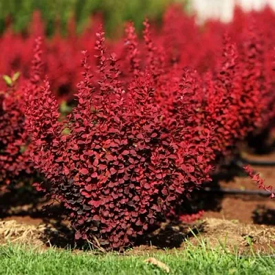 Барбарис ОРАНЖ РОКЕТ тунберга в Грозном