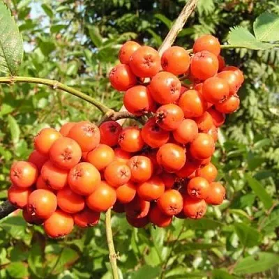Рябина КОНЦЕНТРА сладкоплодная  Рябина КОНЦЕНТРА сладкоплодная в Грозном