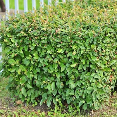 Кизильник блестящий  Кизильник блестящий в Грозном