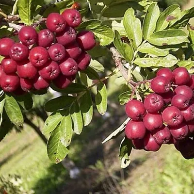 Рябина БУРКА сладкоплодная  Рябина БУРКА сладкоплодная в Грозном