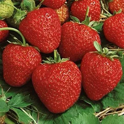 Клубника КОРОНА в Грозном