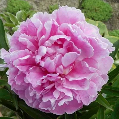 Пион РИМ травянистый  Пион РИМ травянистый в Грозном