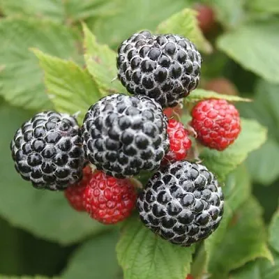 Черная  Черная в Грозном