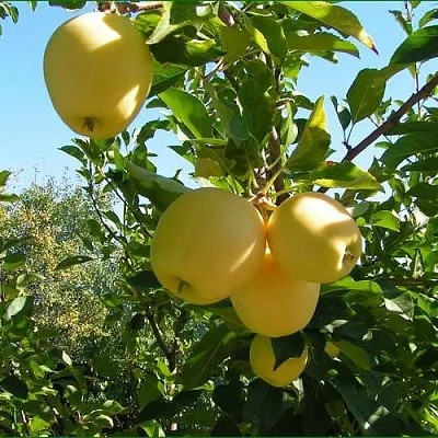 Яблоня ГОЛДЕН МИЛЛЕНИУМ  Яблоня ГОЛДЕН МИЛЛЕНИУМ в Грозном