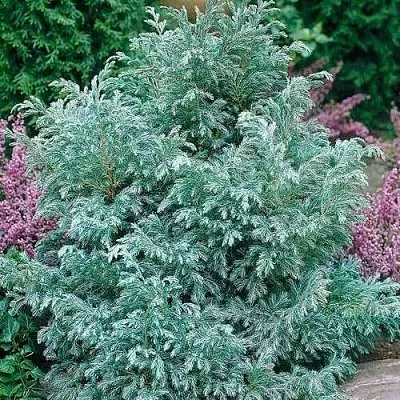 Кипарисовик БУЛЕВАРД горохоплодный  Кипарисовик БУЛЕВАРД горохоплодный в Грозном