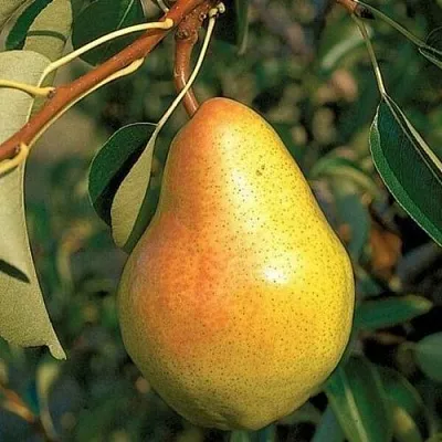 Груша ВЕЛЕСА  Груша ВЕЛЕСА в Грозном