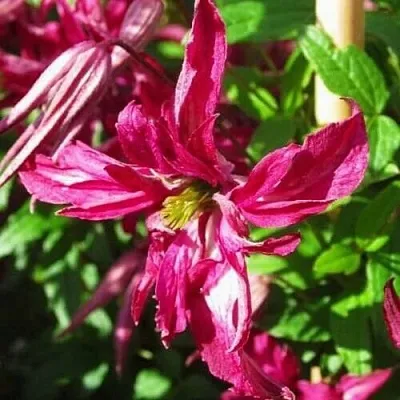 Клематис РОЗАЛИН  Клематис РОЗАЛИН в Грозном