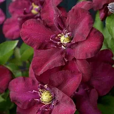 Клематис ЯН III СОБЕСКИ  Клематис ЯН III СОБЕСКИ в Грозном