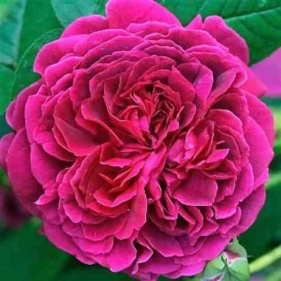 Саженцы роз ВИЛЬЯМ ШЕКСПИР английская  Саженцы роз ВИЛЬЯМ ШЕКСПИР английская в Грозном