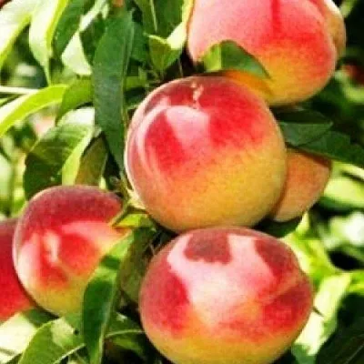 Персик НОВОСЕЛКОВСКИЙ  Персик НОВОСЕЛКОВСКИЙ в Грозном