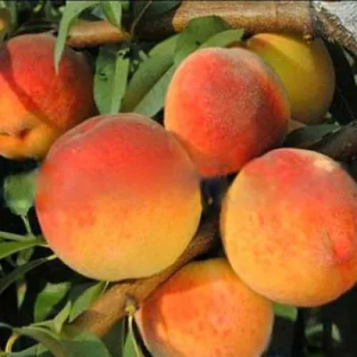 Персик РОЯЛ ВИ  Персик РОЯЛ ВИ в Грозном