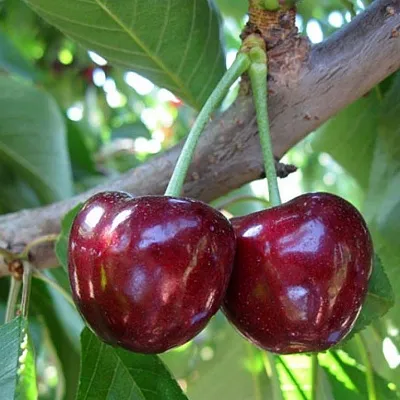 Черешня СЮБАРОВСКАЯ в Грозном