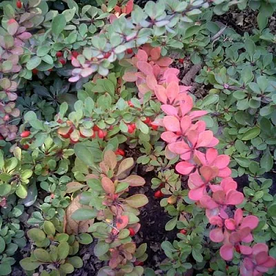 Барбарис ГРИН КАРПЕТ тунберга в Грозном