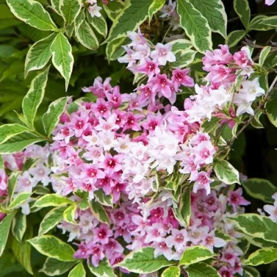 Вейгела САННИ ПРИНЦЕСС — описание сорта Вейгела САННИ ПРИНЦЕСС в Грозном