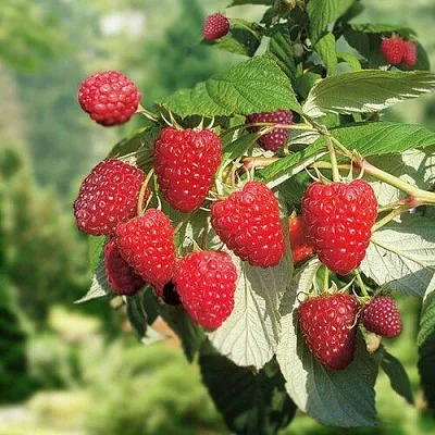 Малина РУБИФОЛ  Малина РУБИФОЛ в Грозном