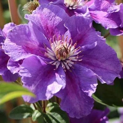 Клематис АШВА  Клематис АШВА в Грозном