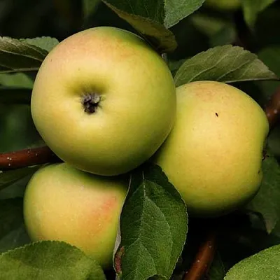 Яблоня ДАНИЛА  Яблоня ДАНИЛА в Грозном