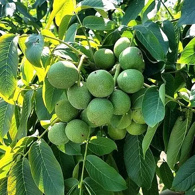 Грецкий орех  ИЗЯЩНЫЙ  Грецкий орех  ИЗЯЩНЫЙ в Грозном