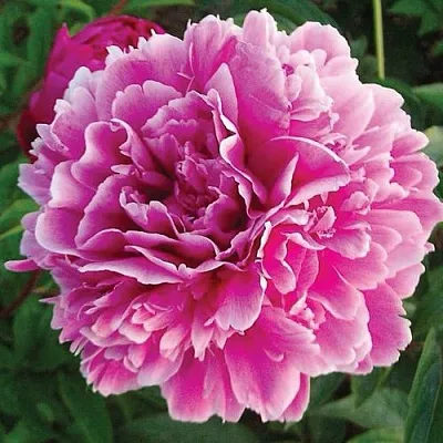 Пион ПУРПУРНАЯ ФЕЕРИЯ травянистый  Пион ПУРПУРНАЯ ФЕЕРИЯ травянистый в Грозном