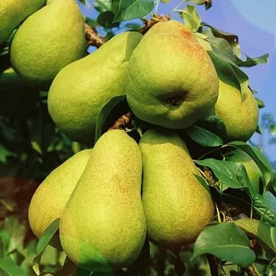 Груша НЕЖНОСТЬ колонновидная	  Груша НЕЖНОСТЬ колонновидная	 в Грозном