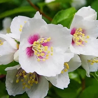 Жасмин БЕЛЬ ЭТУАЛЬ в Грозном