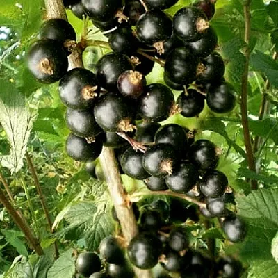 Смородина черная БЕН ТИРЕН  Смородина черная БЕН ТИРЕН в Грозном