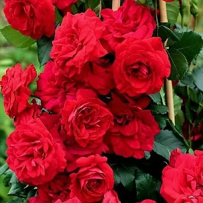 Саженцы роз АМАДЕУС плетистая  Саженцы роз АМАДЕУС плетистая в Грозном