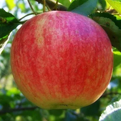 Яблоня Штрифель (Штрейфлинг или Осеннее полосатое) в Грозном