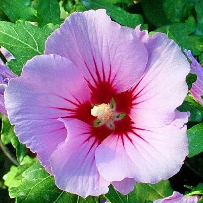 Гибискус ПИНК ФЛИРТ сирийский в Грозном