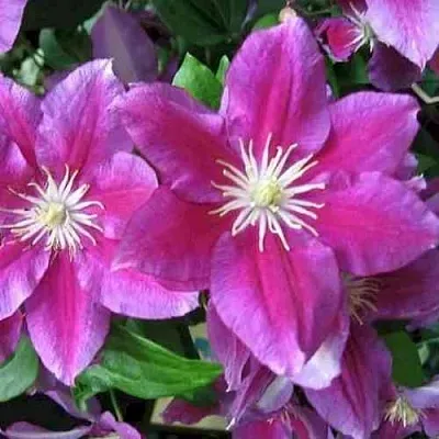 Клематис ХАНИЯ  Клематис ХАНИЯ в Грозном