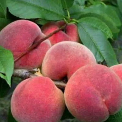 Персик КАНАДИАН ХАРМОНИ  Персик КАНАДИАН ХАРМОНИ в Грозном