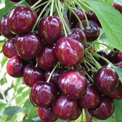 Черешня СЭМ колонновидная в Грозном