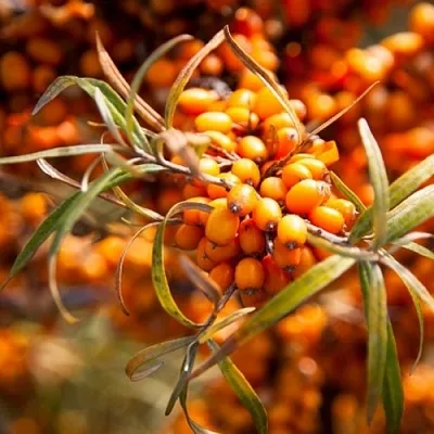 Облепиха ФИНСКАЯ в Грозном