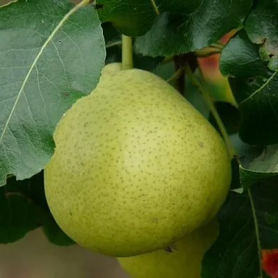 Груша САНРЕМО колонновидная  Груша САНРЕМО колонновидная в Грозном