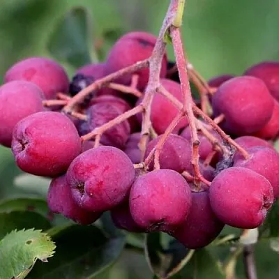 Рябина ДЕСЕРТНАЯ МИЧУРИНА сладкоплодная  Рябина ДЕСЕРТНАЯ МИЧУРИНА сладкоплодная в Грозном