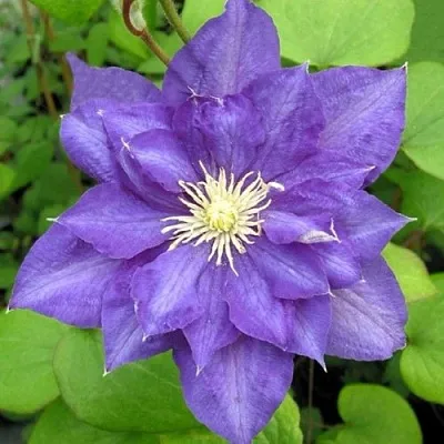 Клематис БЬЮТИ ОФ ВОЧЕСТЕР  Клематис БЬЮТИ ОФ ВОЧЕСТЕР в Грозном