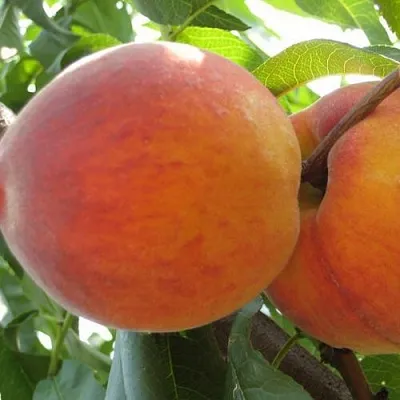 Персик СОЧНЫЙ  Персик СОЧНЫЙ в Грозном