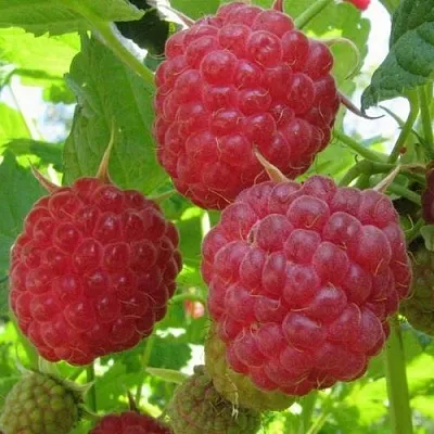 Малина НОВОСТЬ КУЗЬМИНА   Малина НОВОСТЬ КУЗЬМИНА  в Грозном