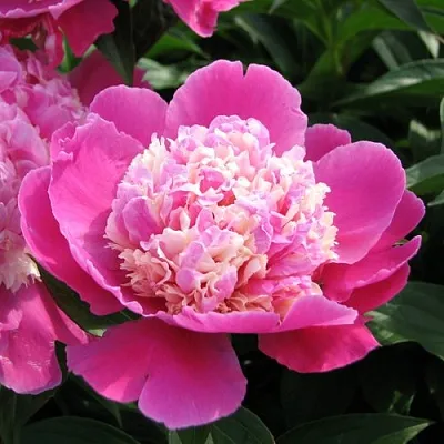 Пион КОРА СТАББС травянистый  Пион КОРА СТАББС травянистый в Грозном