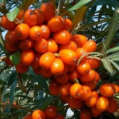 Облепиха ПЛАМЕННАЯ в Грозном