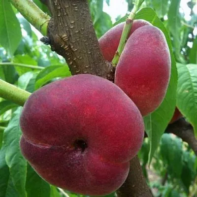 Персик АЛЕКС ИНЖИРНЫЙ  Персик АЛЕКС ИНЖИРНЫЙ в Грозном