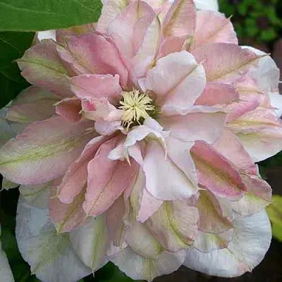 Клематис ИННОСЕНТ БЛАШ  Клематис ИННОСЕНТ БЛАШ в Грозном