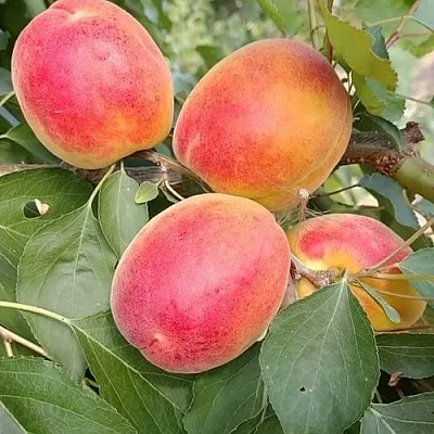 Абрикос ОСОБЕННЫЙ ДЕНИСЮКА  Абрикос ОСОБЕННЫЙ ДЕНИСЮКА в Грозном