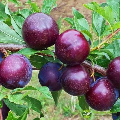 Шарафуга ВЕЛЬВЕТ САНРАЙЗ  Шарафуга ВЕЛЬВЕТ САНРАЙЗ в Грозном