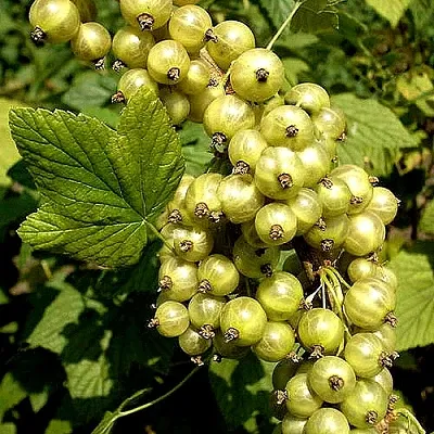 Смородина зеленоплодная СНЕЖНАЯ КОРОЛЕВА  Смородина зеленоплодная СНЕЖНАЯ КОРОЛЕВА в Грозном