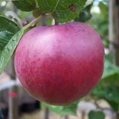 Яблоня НОРИС  Яблоня НОРИС в Грозном